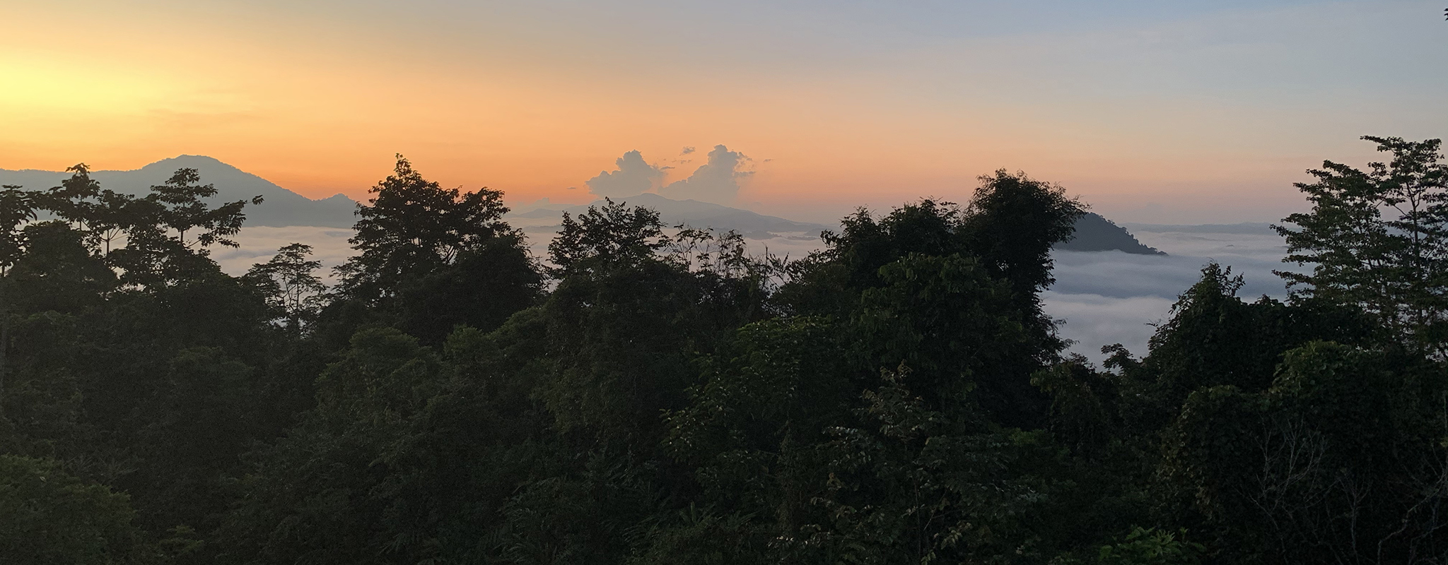 Oil Palms and Orangutans