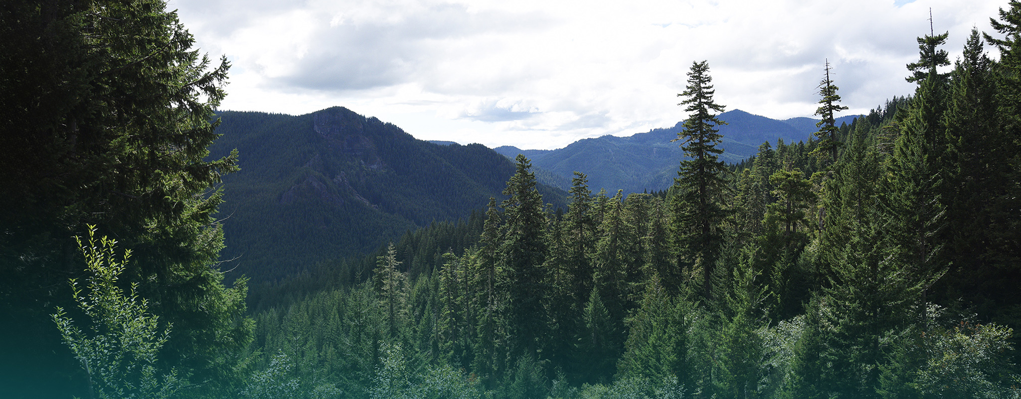 forested hillside near Sweet Home, Oregon