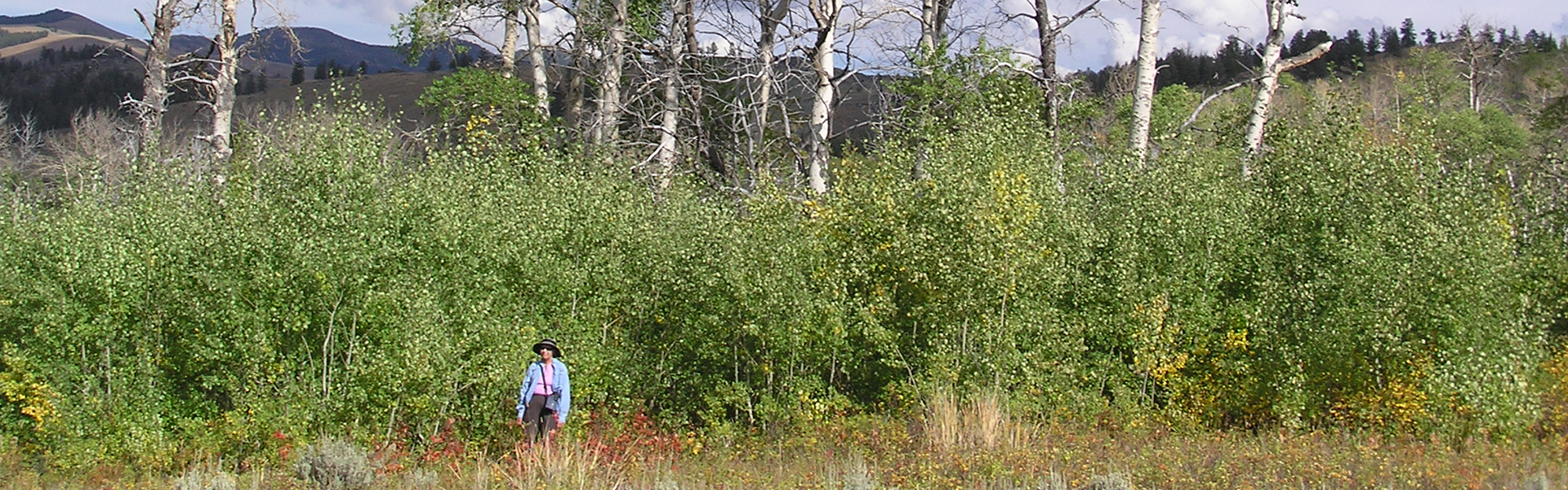 Aspen in Yellowstone