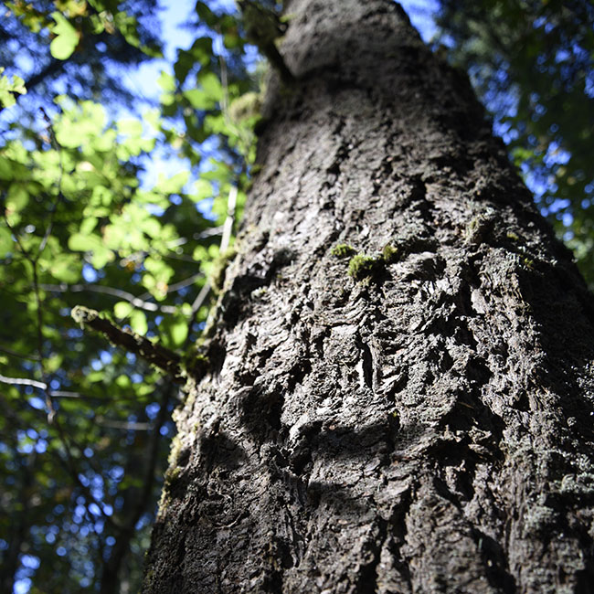 old growth tree