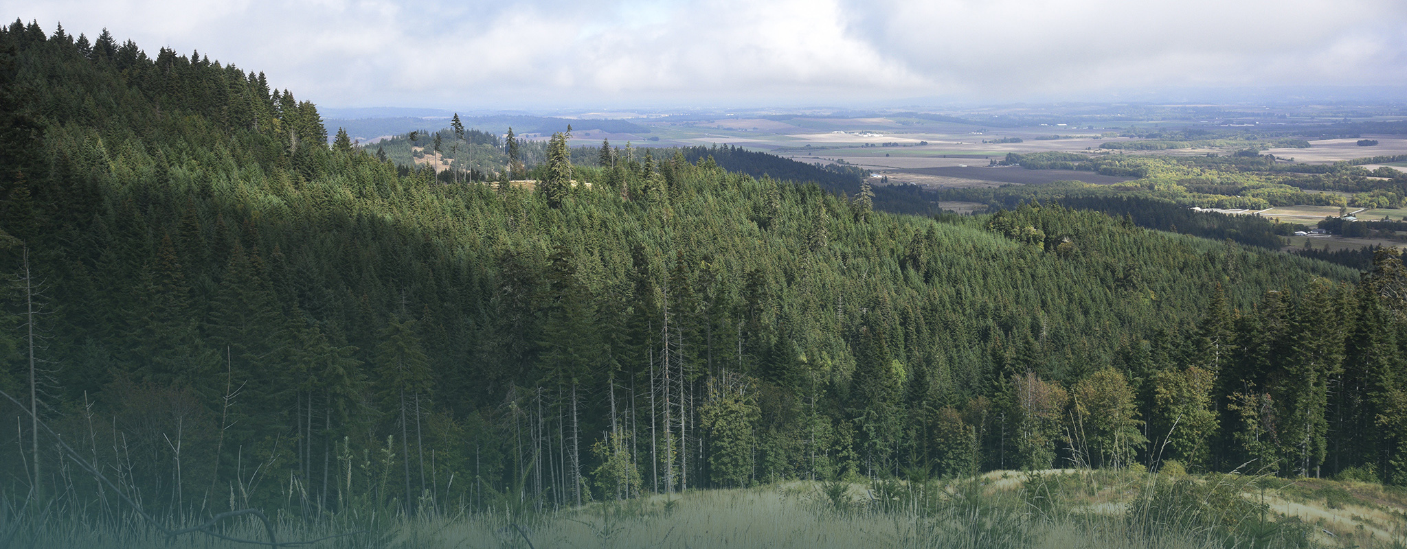 View from the Dunn Forest in western Oregon