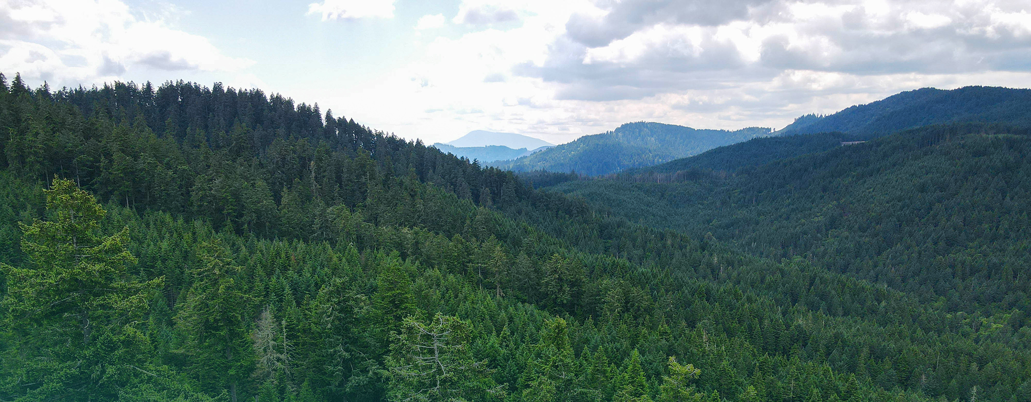 Marys Peak viewed from the McDonald Research Forest near Corvallis, Oregon