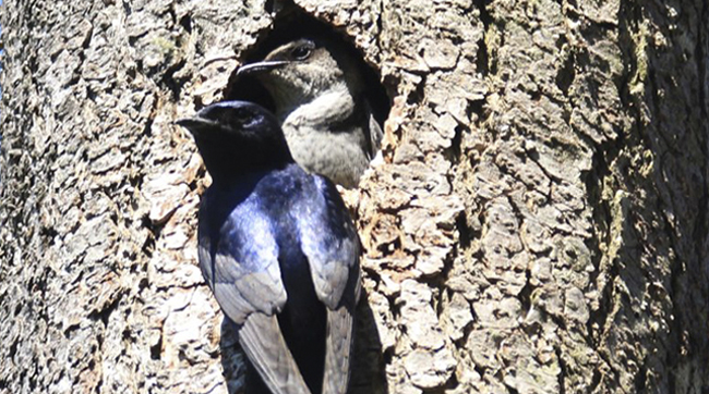 Purple martins