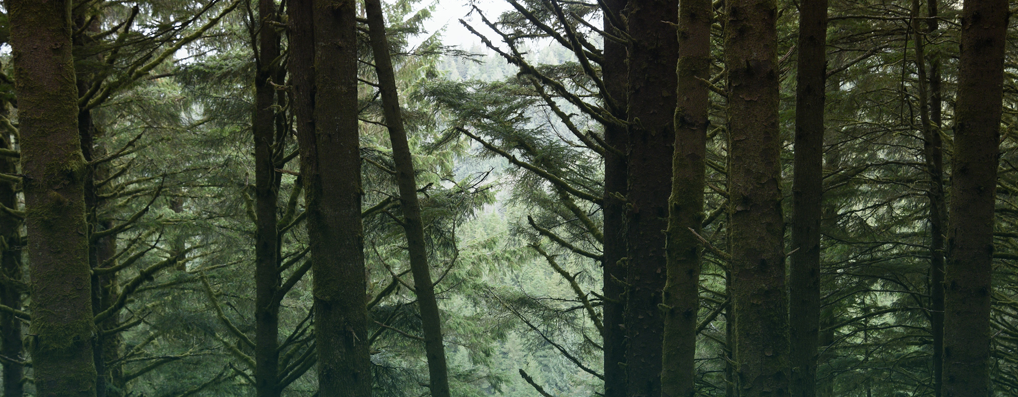 forest view at Cape Perpetua, Oregon