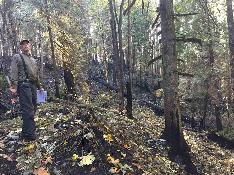 Glenn Ahrens assessing fire-damaged trees after the Riverside Fire