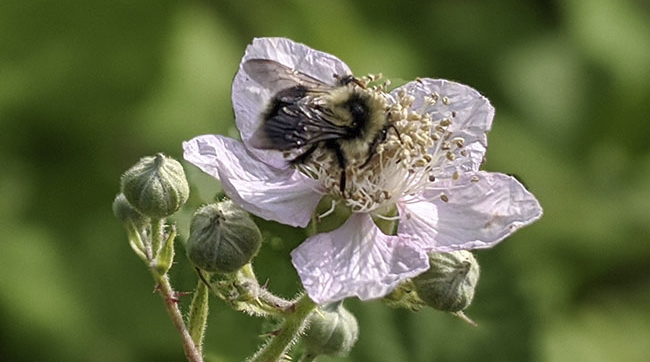 A Pollinating Bee