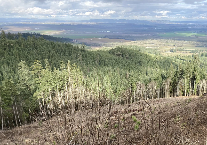 Douglas fir forest near Corvallis, Oregon