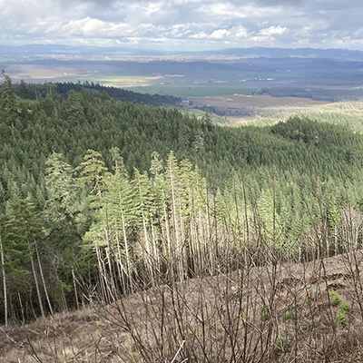 Douglas fir forest near Corvallis, Oregon