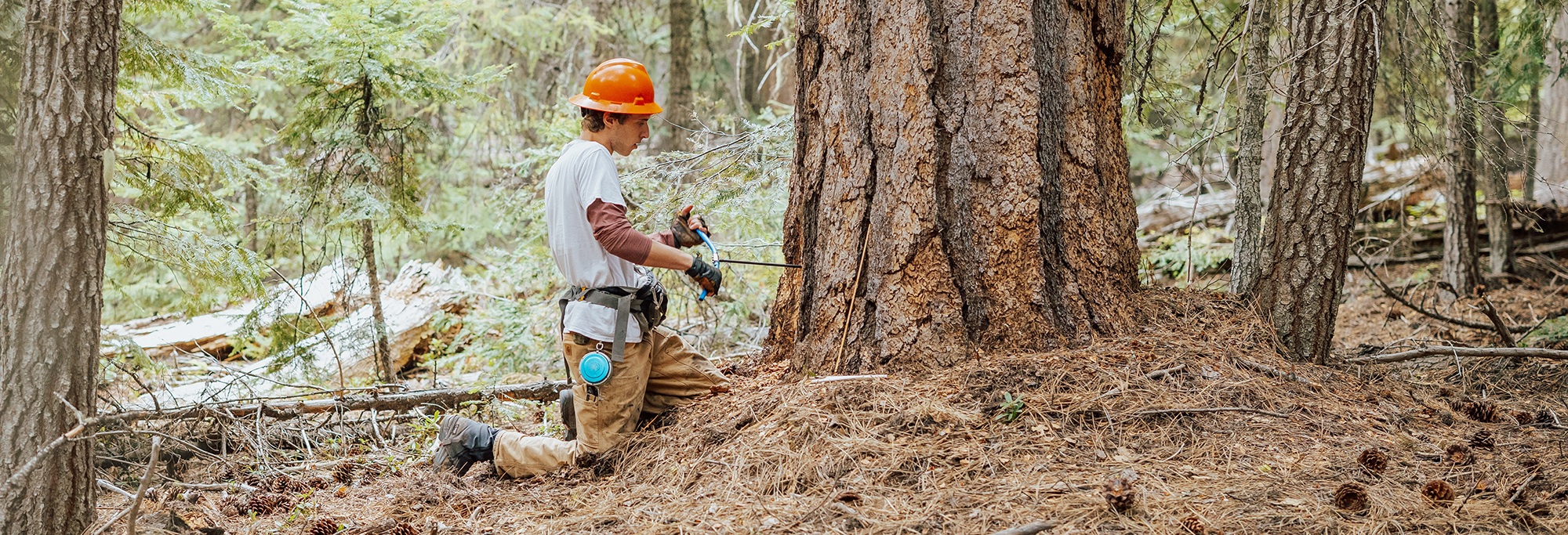 Researcher takes core sample from large tree