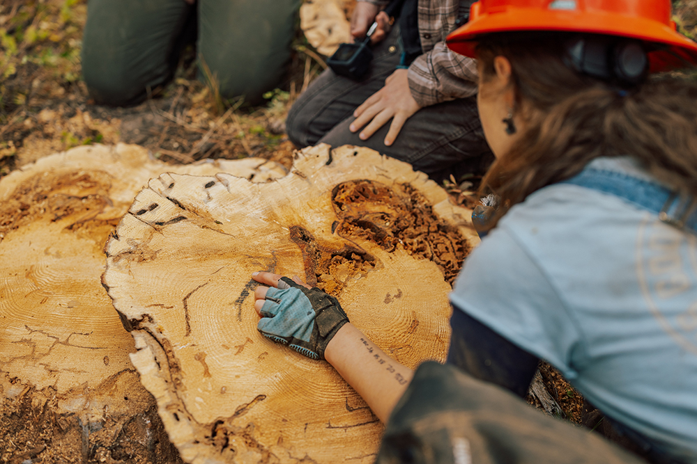 Researcher counts rings on a tree