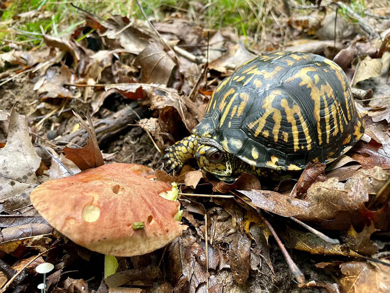 Box turtles are opportunistic feeders and will feed on mushrooms. Photo credit: Kristin Barnett