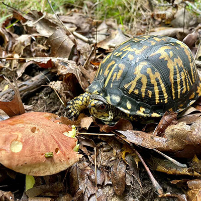 Box turtles are opportunistic feeders and will feed on mushrooms. Photo credit: Kristin Barnett