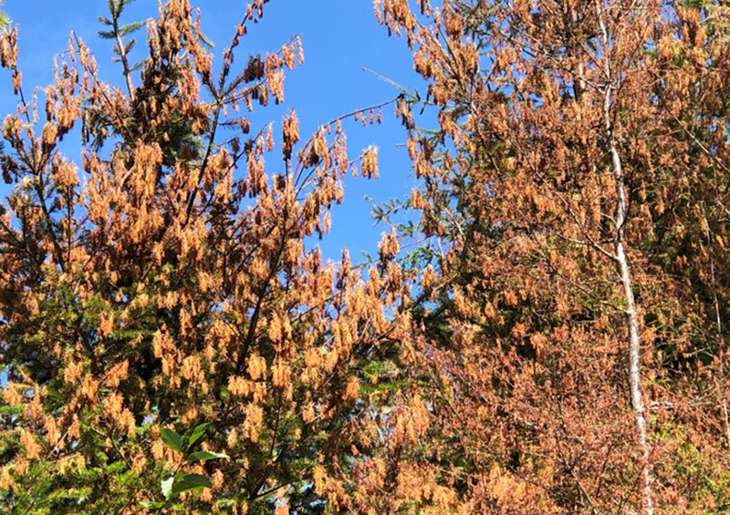 Heat dome foliar scorch