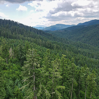 Marys Peak in the distance, viewed from McDonald-Dunn Research Forest