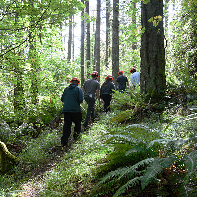 Students walking up a path in the research forest