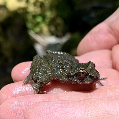 Coastal tailed frog, photo provided by Allison Swartz