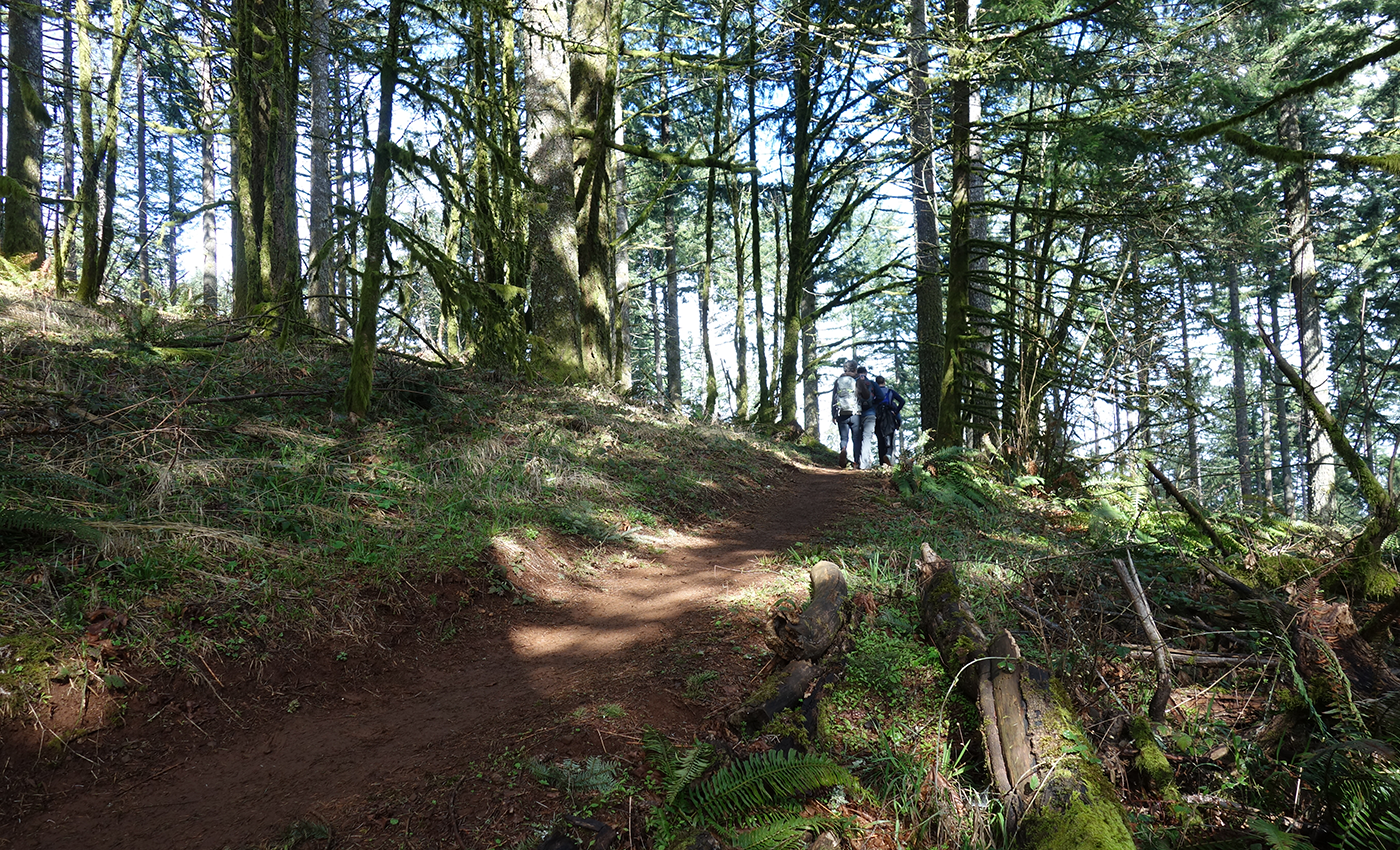 Hikers in research forest