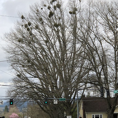 Mistletoe on an urban oak tree
