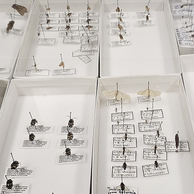 Insect specimens