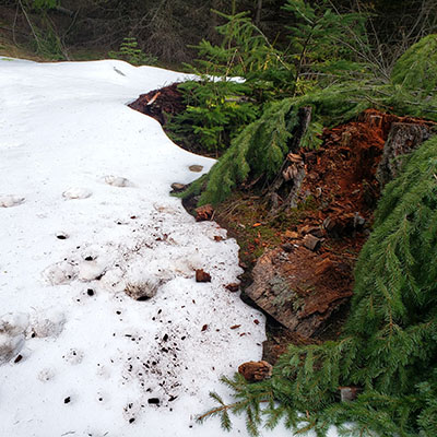 bear tracks in snow leading to stump
