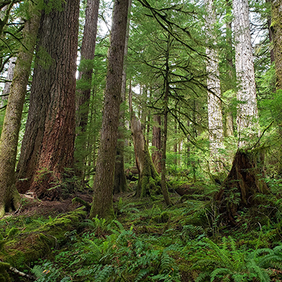 Pacific Northwest old growth forest