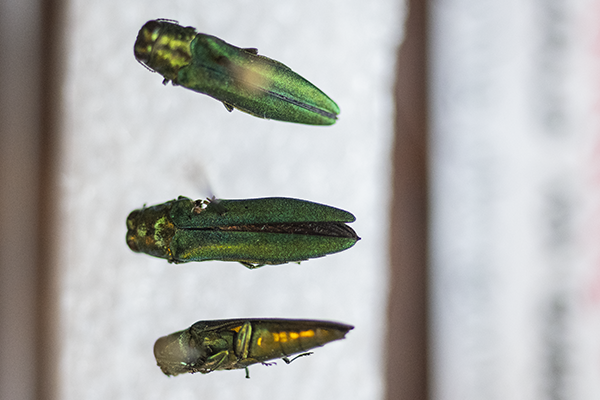 Emerald ash borers