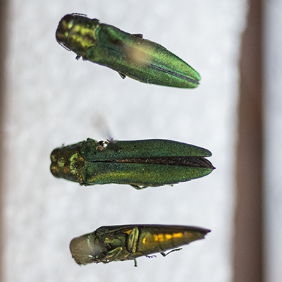 Emerald ash borers