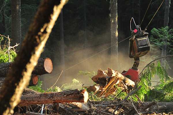 Forest machinery harvesting logs in forest