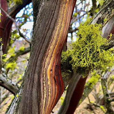 Manzanita trunk
