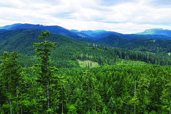 McDonald Dunn Forest view