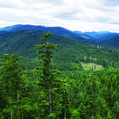 McDonald Dunn Forest view