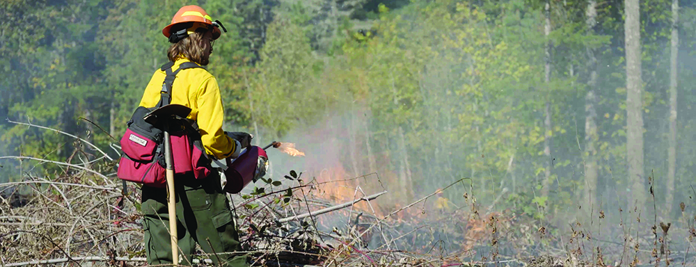 Prescribed burn on forest