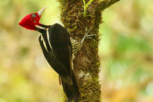 Pale-billed Woodpecker (Campephilus guatemalensis) in a forest fragment near Las Cruces Biological Station, Costa Rica