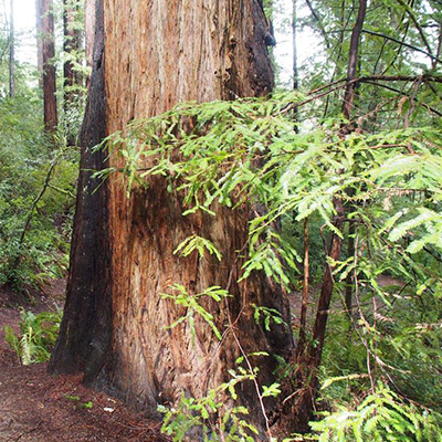 Redwood trees like this one in Curry County are being planted more frequently in Western Oregon.