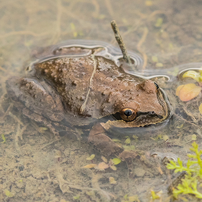 A Pacific tree frog in an ephemeral pond, or wet spot. Photo by Jon Cox
