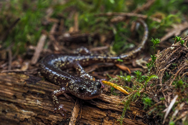 A clouded salamander on downed wood. Photo by Chris Cousins