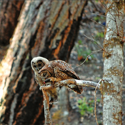 Spotted owl in a tree