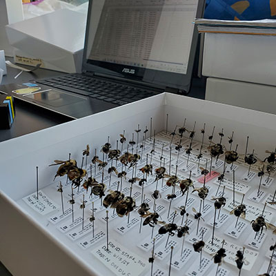 Bees that Ashley has collected