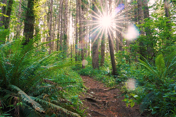 Peavy Arboretum trail