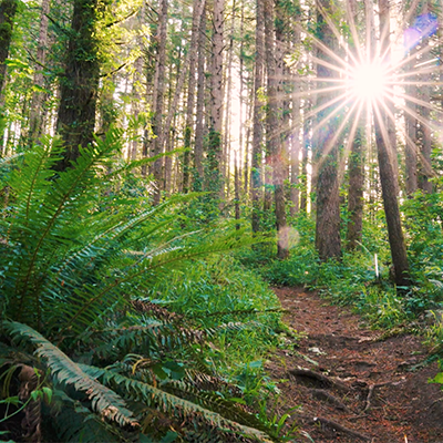 Peavy Arboretum trail