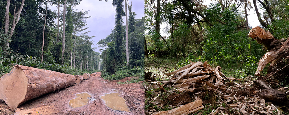 Logging images from Africa