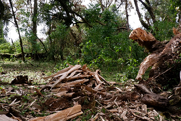 Logging in Republic of Congo, Africa