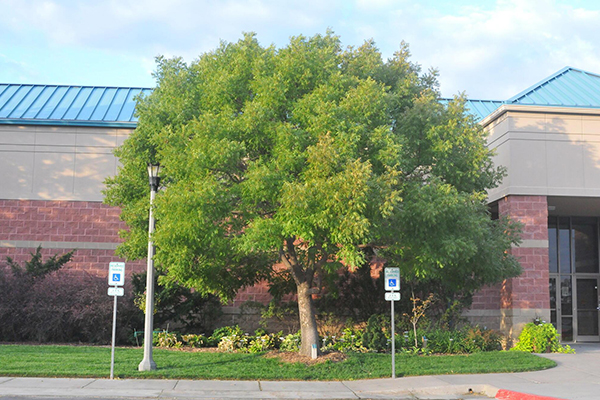 Chinese pistache is considered a good resilient tree for southwest Oregon
