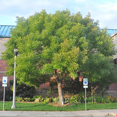Chinese pistache is considered a good resilient tree for southwest Oregon