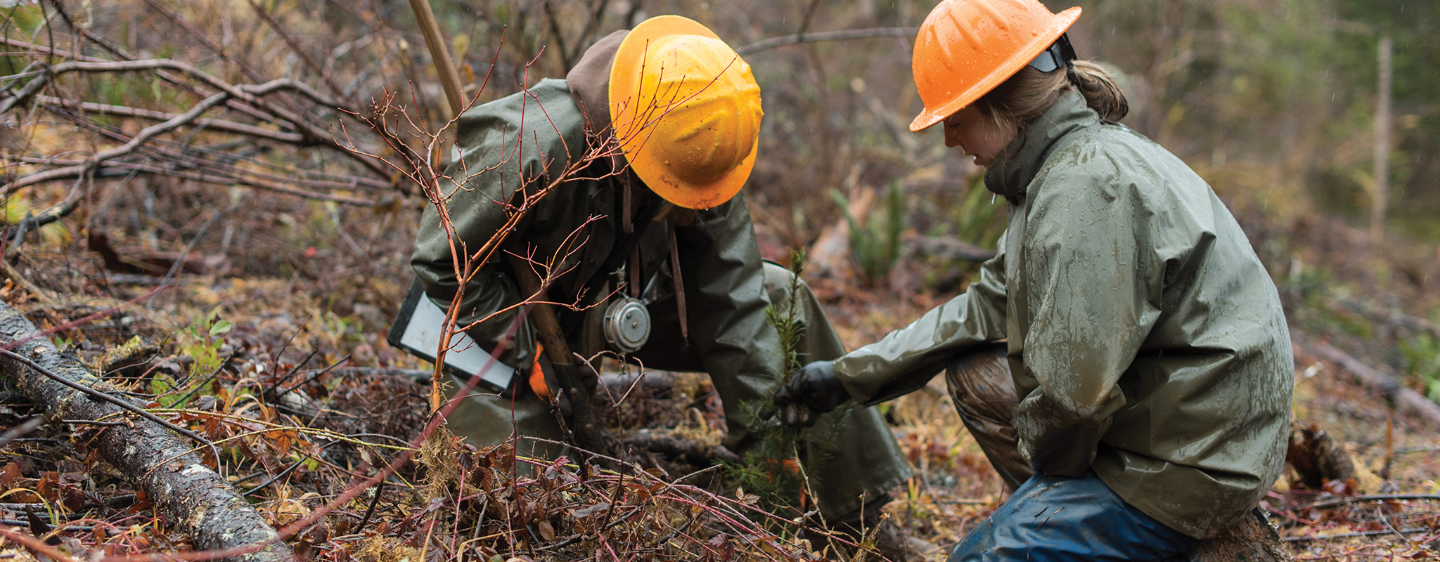 what can i do with a phd in forestry