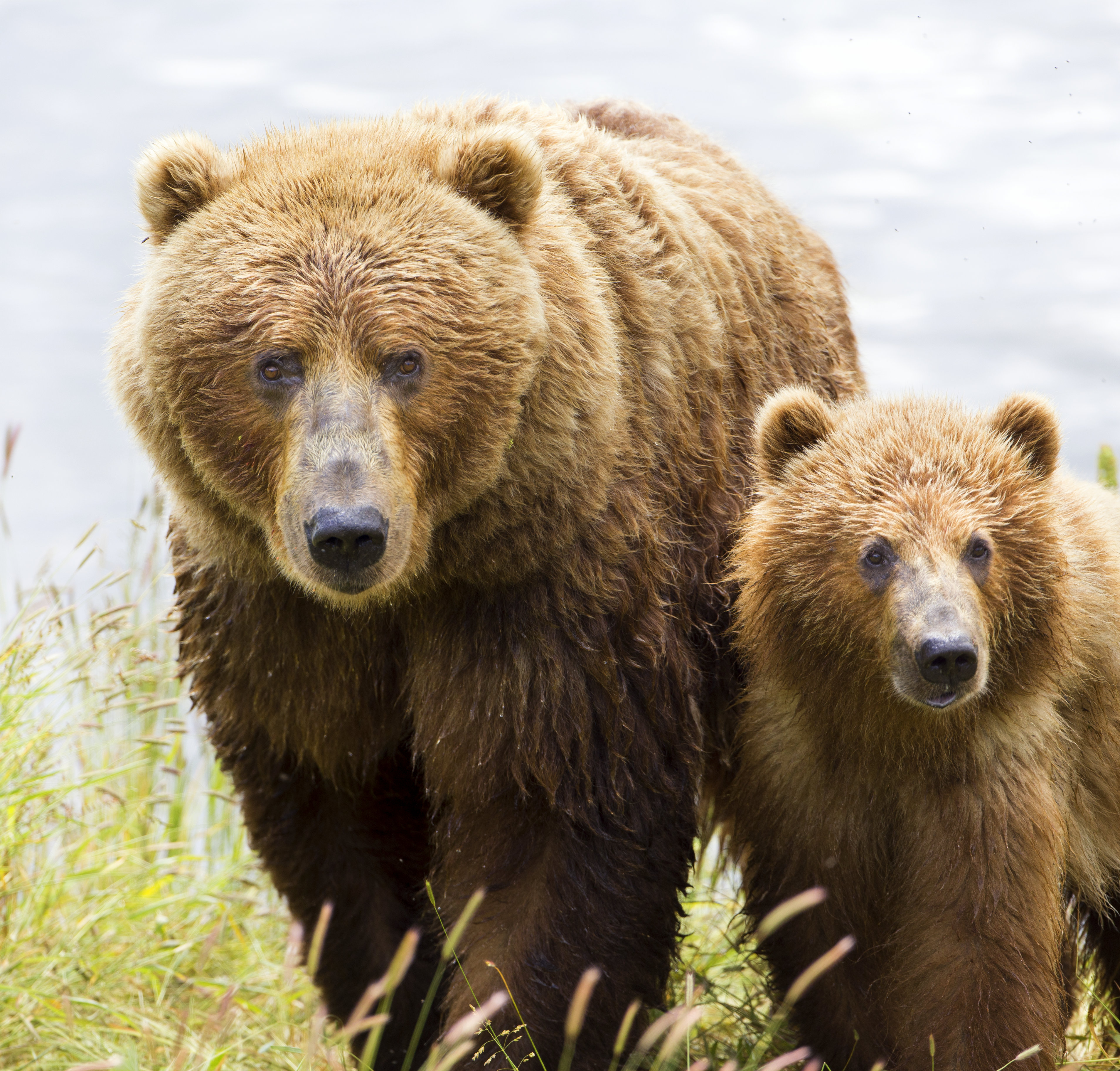 Bear and cub