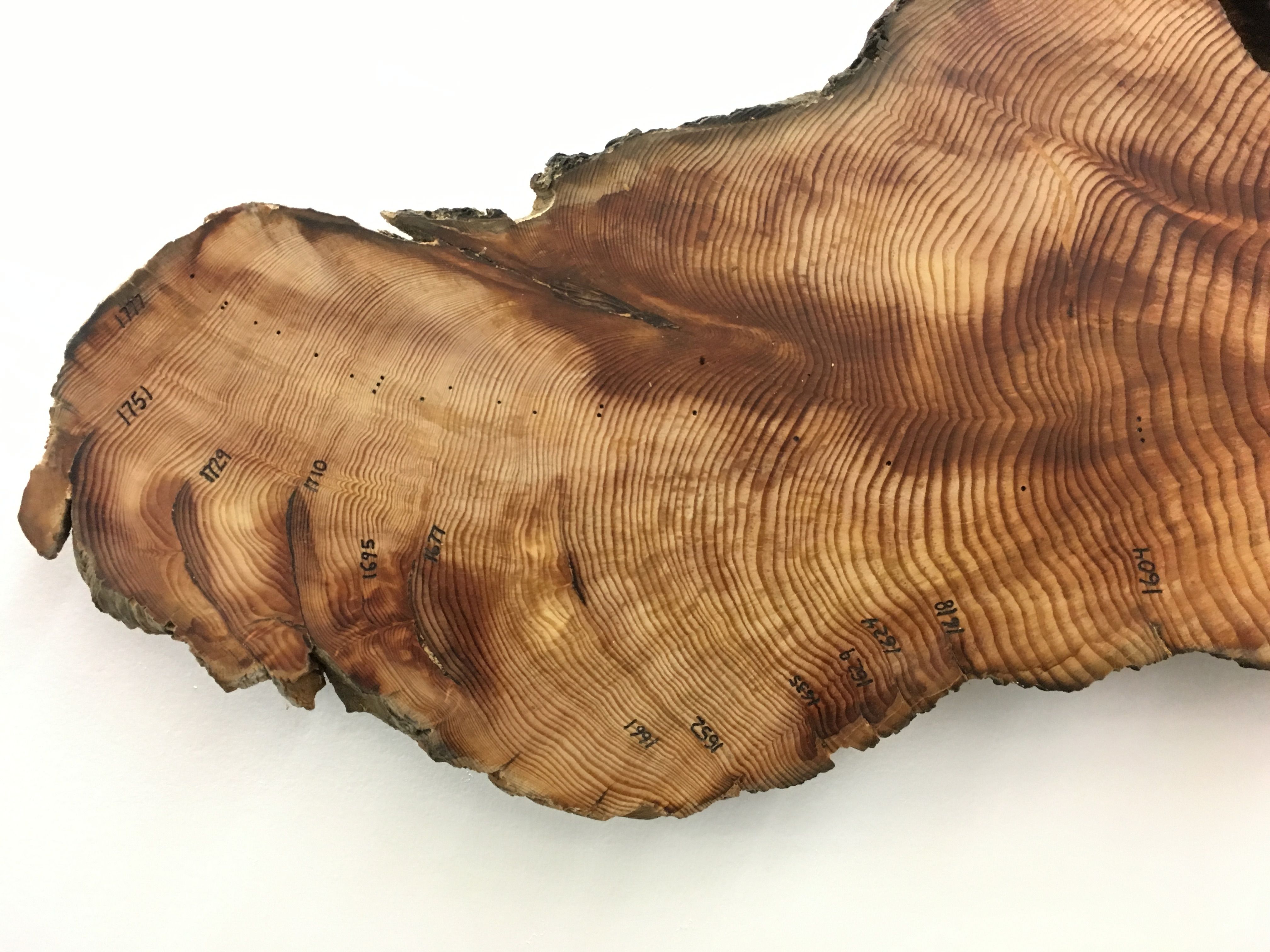 Fire Scars