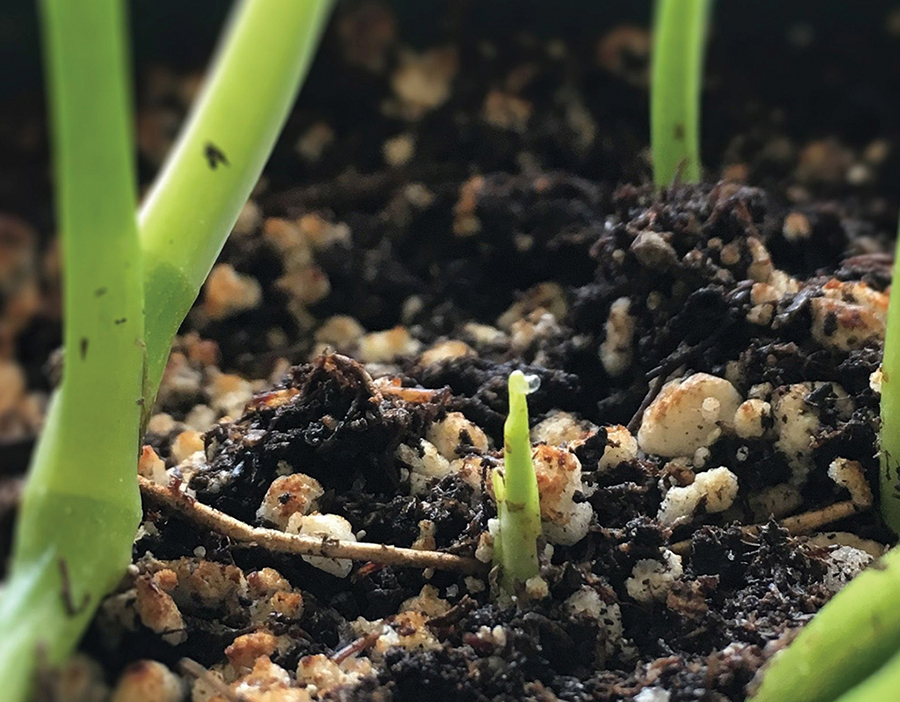 seedling