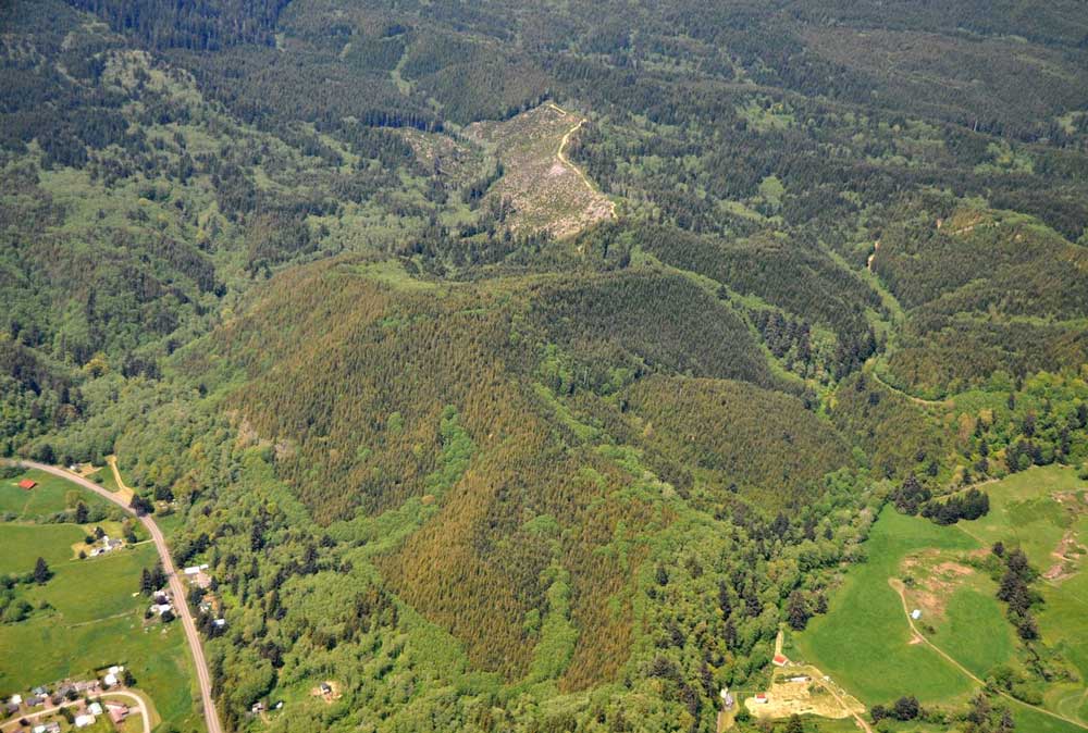 Swiss Needle Cast