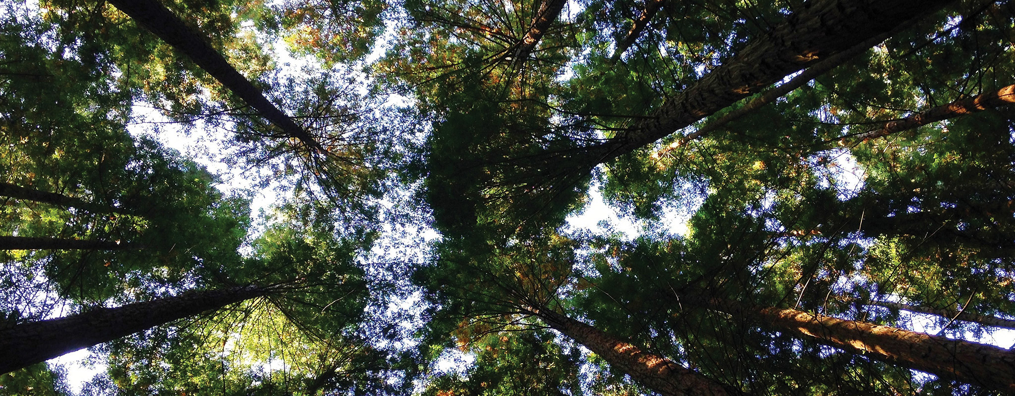 A view of tree tops from below.